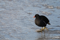David Plant Photography - Wildlife Photographer - Moorhen on ice - K